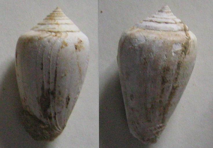 Genere Conus dal pliocene Toscano